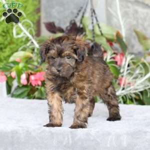 Ranger, Yorkie Poo Puppy